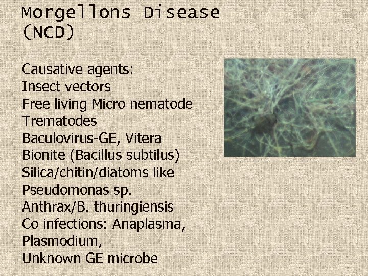 Morgellons Disease (NCD) Causative agents: Insect vectors Free living Micro nematode Trematodes Baculovirus-GE, Vitera