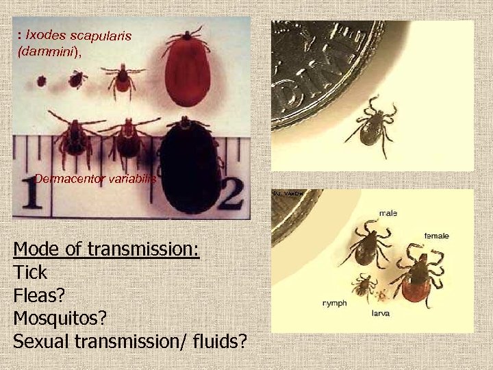 : Ixodes scapularis (dammini), Dermacentor variabilis Mode of transmission: Tick Fleas? Mosquitos? Sexual transmission/