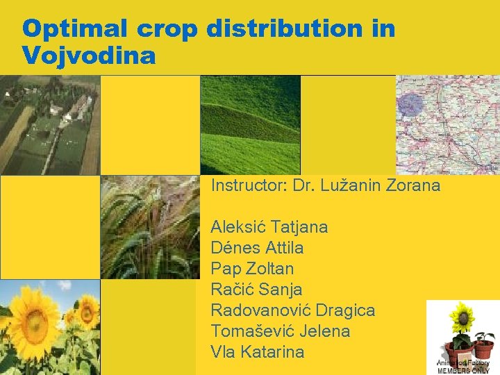 Optimal crop distribution in Vojvodina Instructor: Dr. Lužanin Zorana Aleksić Tatjana Dénes Attila Pap