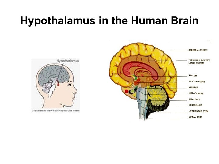 Hypothalamus in the Human Brain 