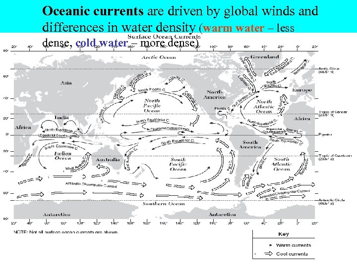 Oceanic currents are driven by global winds and differences in water density (warm water