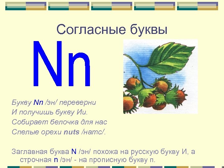 Согласные буквы Букву Nn /эн/ переверни И получишь букву Ии. Собирает белочка для нас