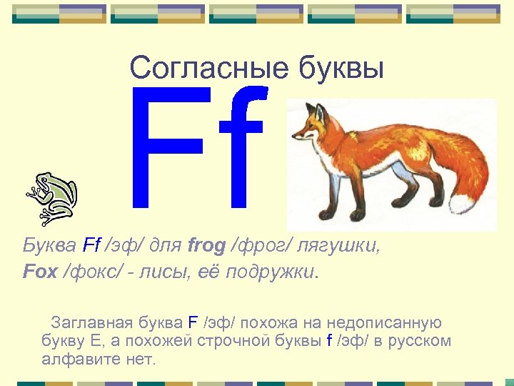 Согласные буквы Буква Ff /эф/ для frog /фрог/ лягушки, Fox /фокс/ - лисы, её
