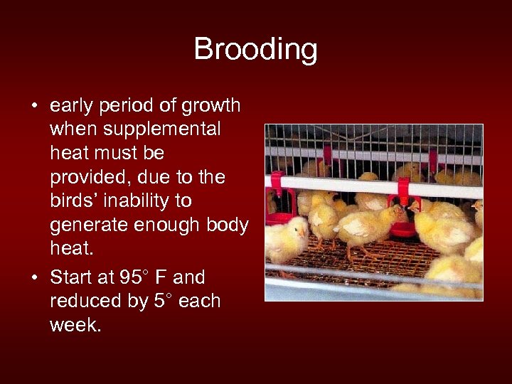 Brooding • early period of growth when supplemental heat must be provided, due to