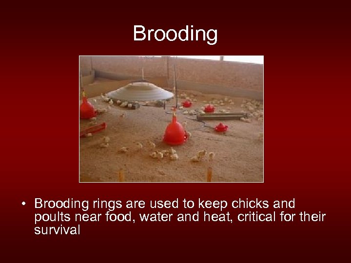 Brooding • Brooding rings are used to keep chicks and poults near food, water