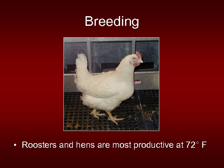 Breeding • Roosters and hens are most productive at 72° F 