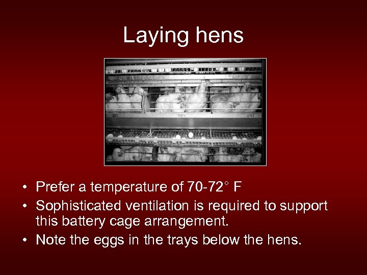 Laying hens • Prefer a temperature of 70 -72° F • Sophisticated ventilation is