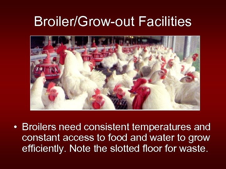 Broiler/Grow-out Facilities • Broilers need consistent temperatures and constant access to food and water