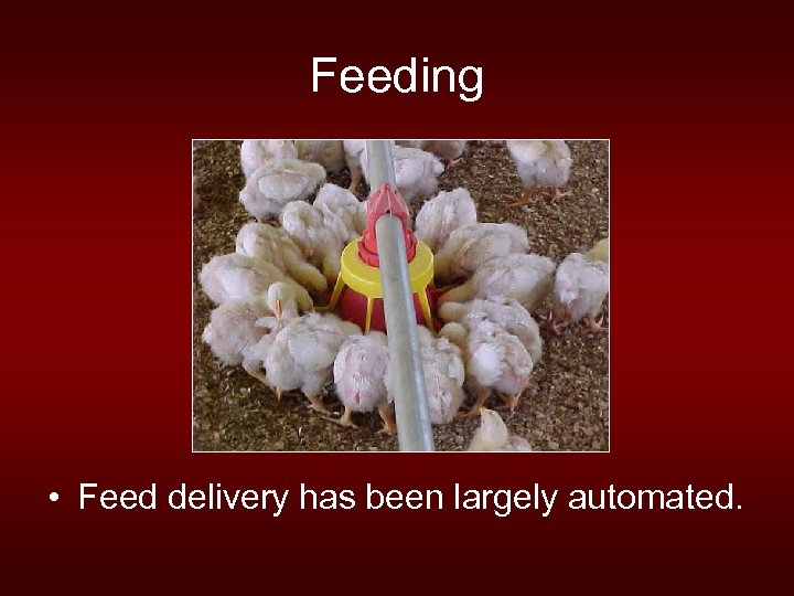 Feeding • Feed delivery has been largely automated. 