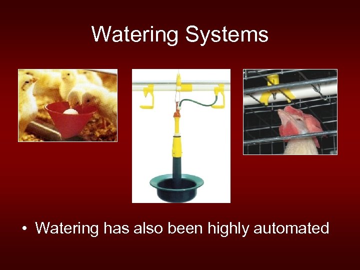 Watering Systems • Watering has also been highly automated 