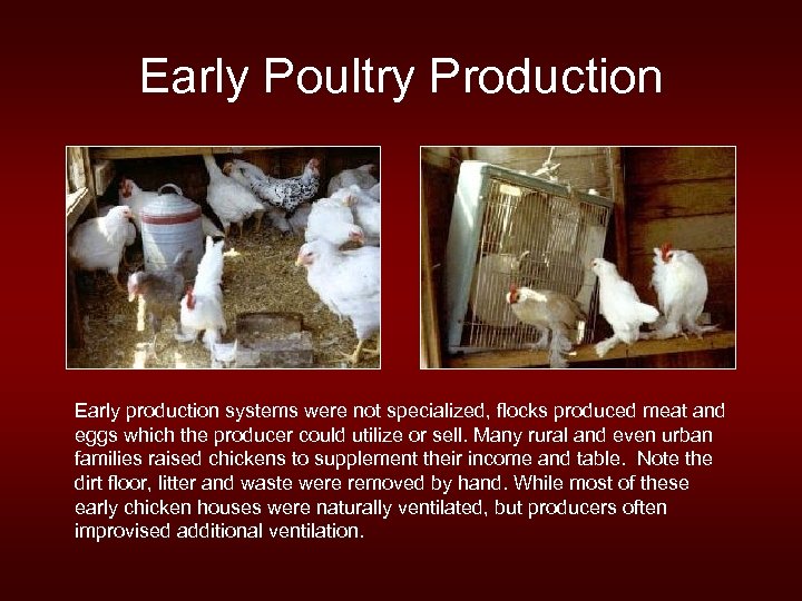 Early Poultry Production Early production systems were not specialized, flocks produced meat and eggs