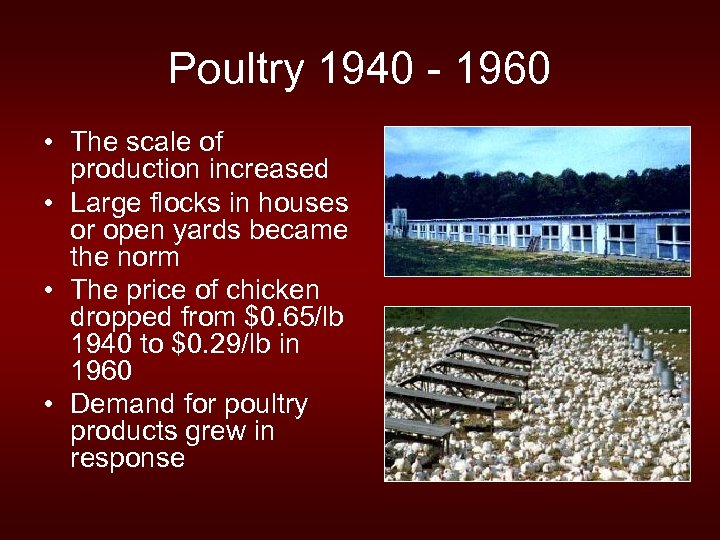 Poultry 1940 - 1960 • The scale of production increased • Large flocks in