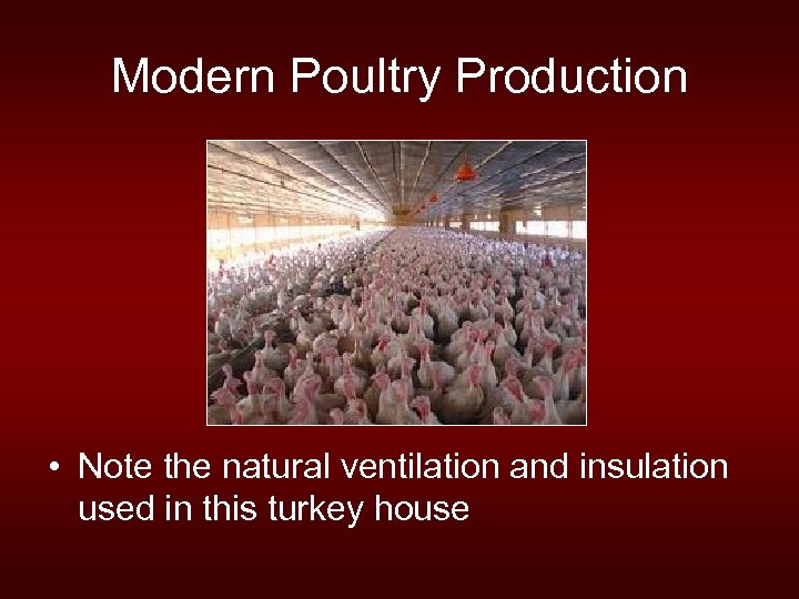 Modern Poultry Production • Note the natural ventilation and insulation used in this turkey