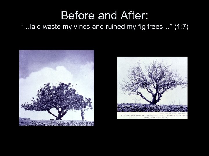 Before and After: “…laid waste my vines and ruined my fig trees…” (1: 7)