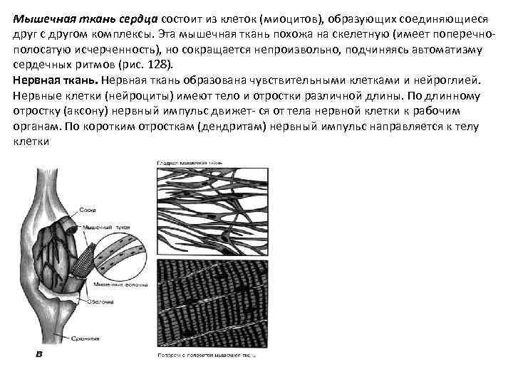 Мышечная ткань сердца состоит из клеток (миоцитов), образующих соединяющиеся друг с другом комплексы. Эта