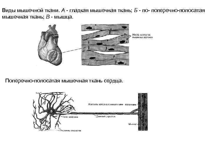 Пользуясь учебником определите где на рисунках изображены поперечно полосатые мышечные волокна а где