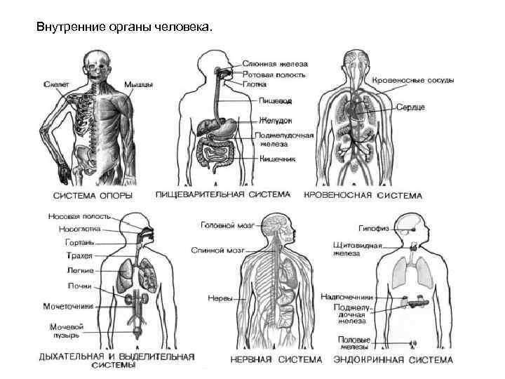 Человек как система схема