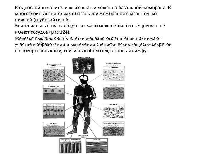 В однослойных эпителиях все клетки лежат на базальной мембране. В многослойных эпителиях с базальной