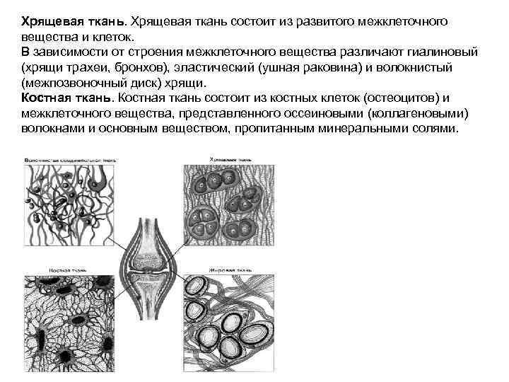 Хрящевые ткани рисунок