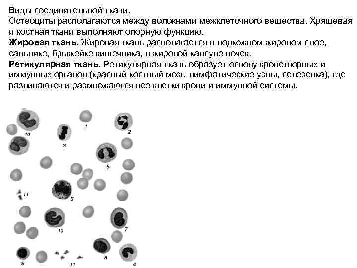 Виды соединительной ткани. Остеоциты располагаются между волокнами межклеточного вещества. Хрящевая и костная ткани выполняют