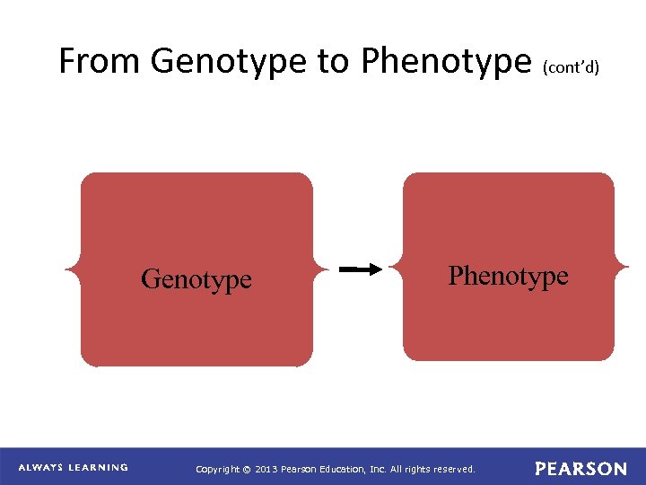 From Genotype to Phenotype (cont’d) Genotype Phenotype Copyright © 2013 Pearson Education, Inc. All