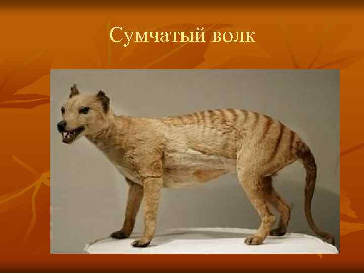 Сумчатый волк 