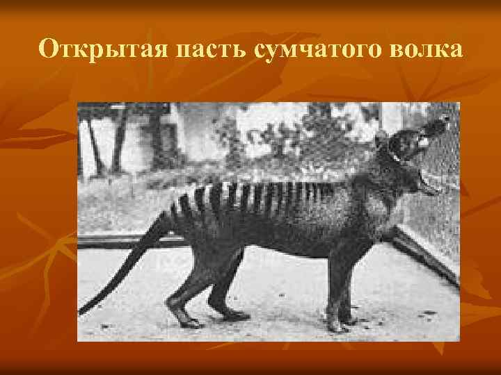 Открытая пасть сумчатого волка 