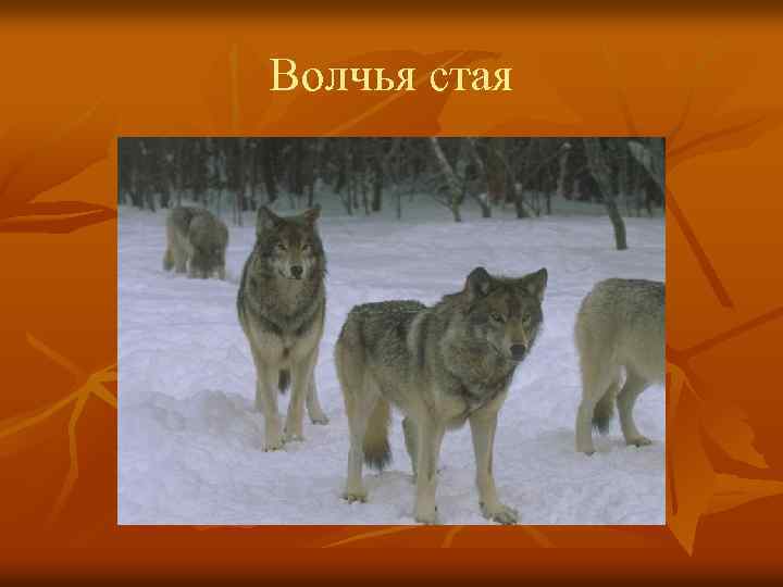 Волчья стая 