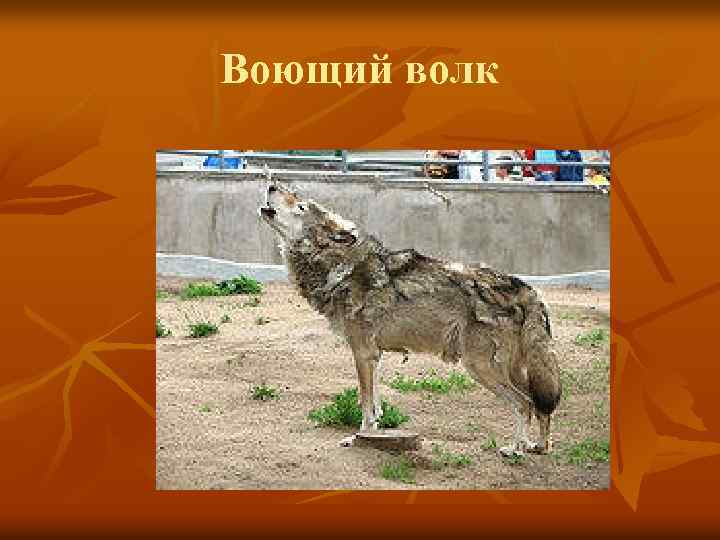 Воющий волк 
