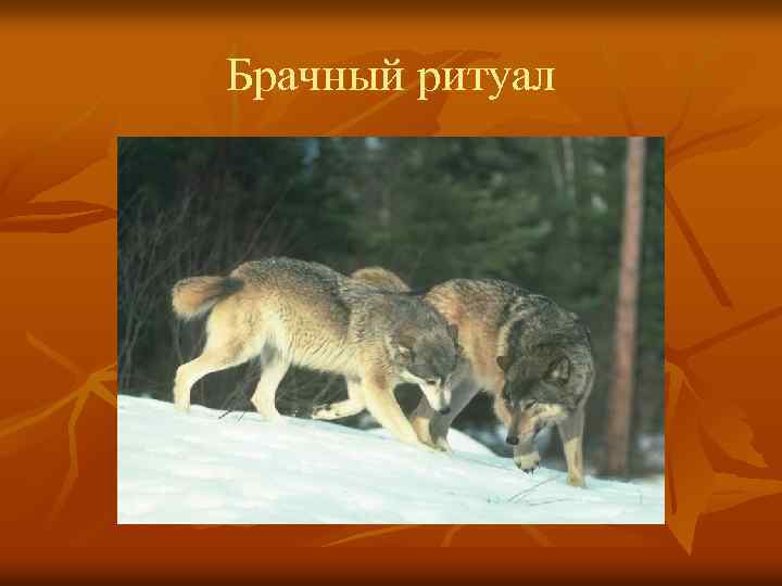 Брачный ритуал 