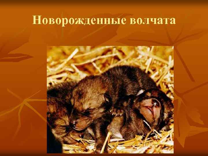 Новорожденные волчата 