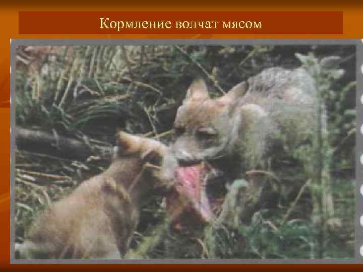 Кормление волчат мясом 