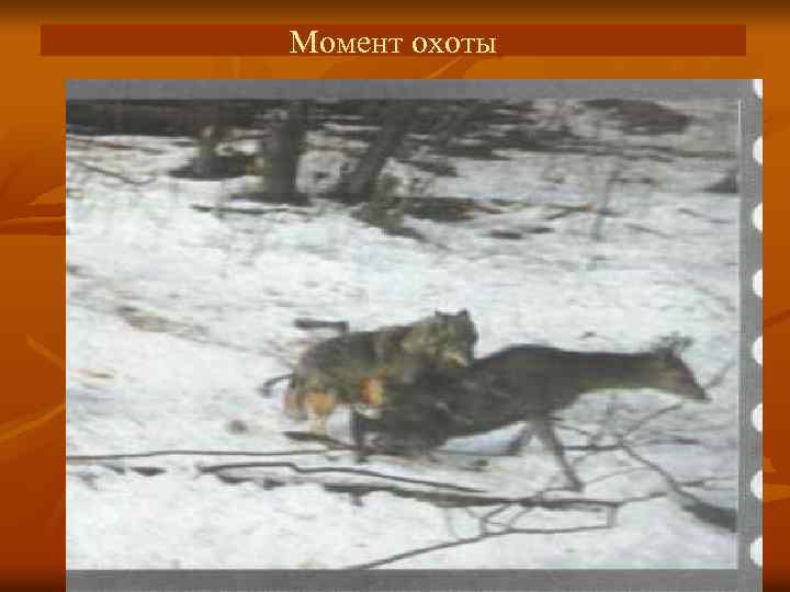 Момент охоты 