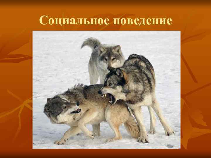 Социальное поведение 