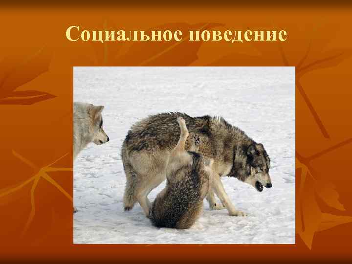 Социальное поведение 