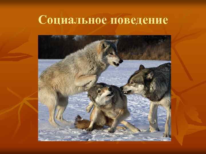 Социальное поведение 