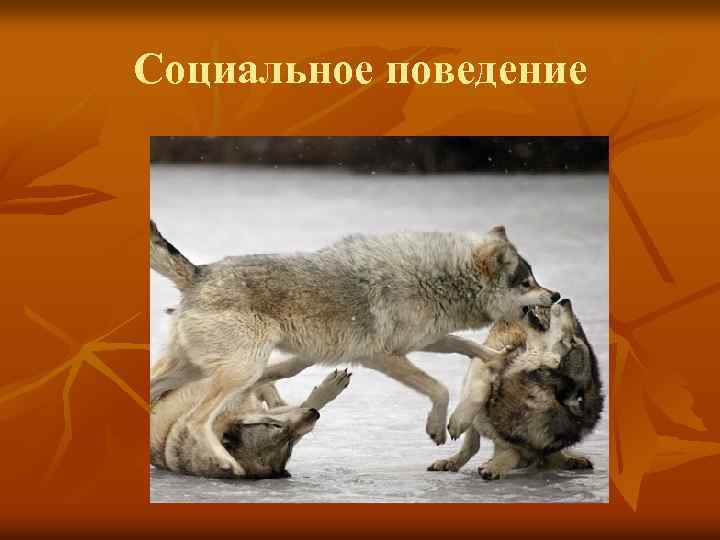 Социальное поведение 