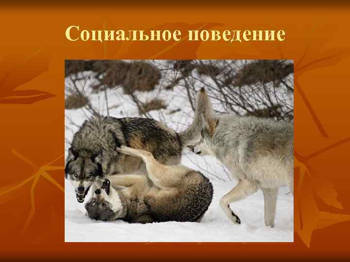 Социальное поведение 