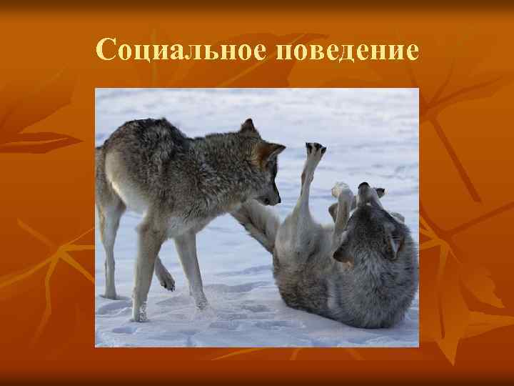 Социальное поведение 