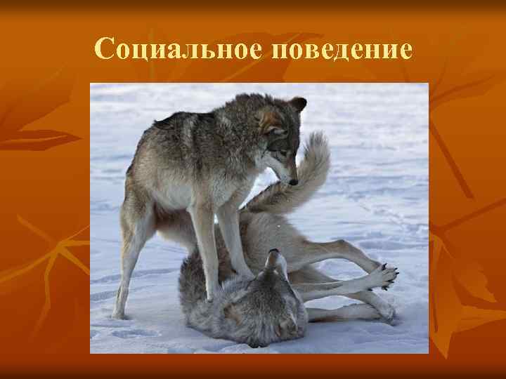 Социальное поведение 