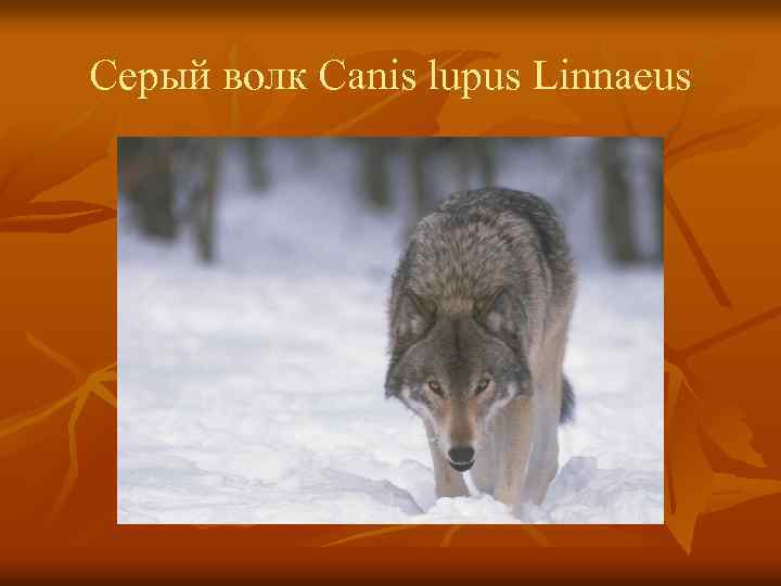 Серый волк Canis lupus Linnaeus 