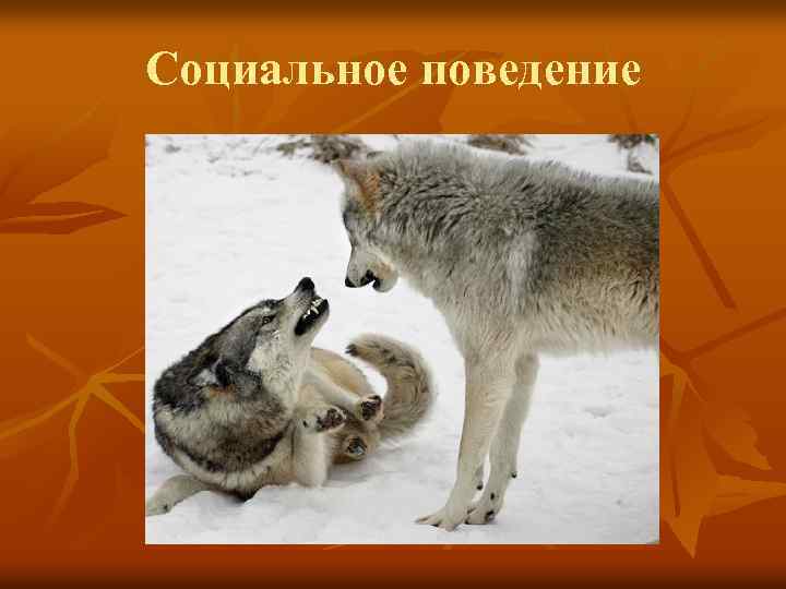 Социальное поведение 