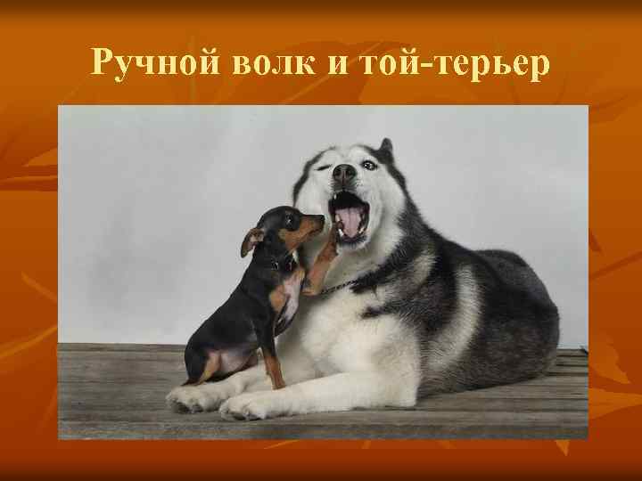 Ручной волк и той-терьер 