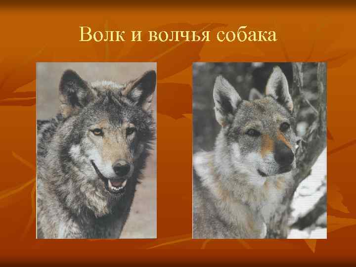 Волк и волчья собака 