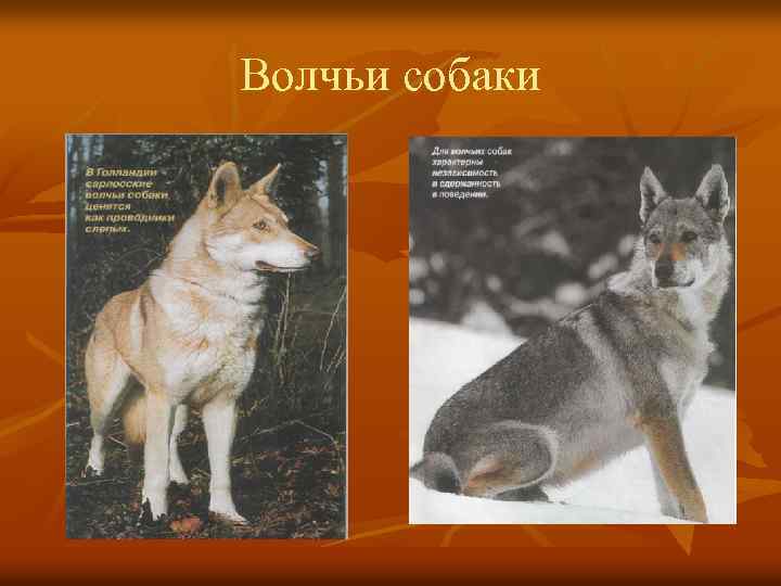 Волчьи собаки 