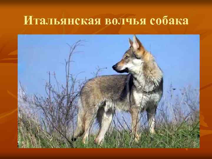 Итальянская волчья собака 