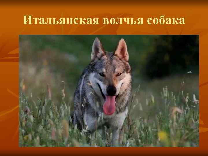 Итальянская волчья собака 