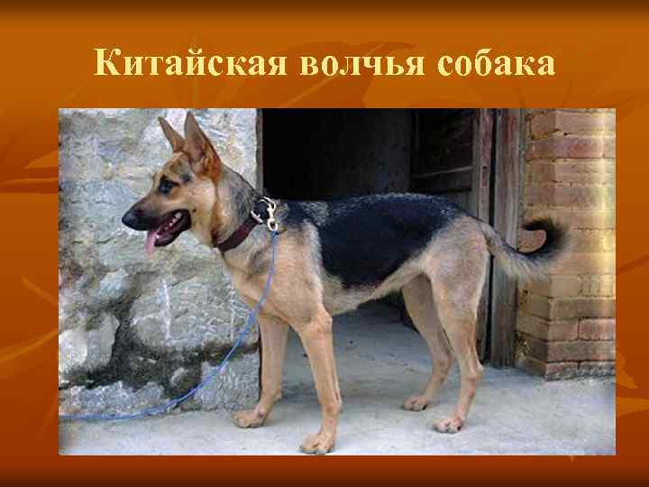 Китайская волчья собака 