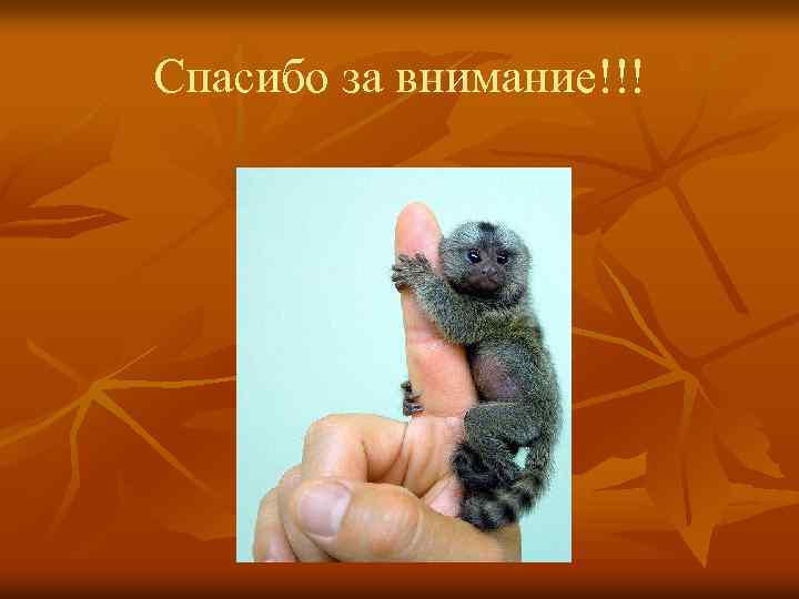 Спасибо за внимание!!! 