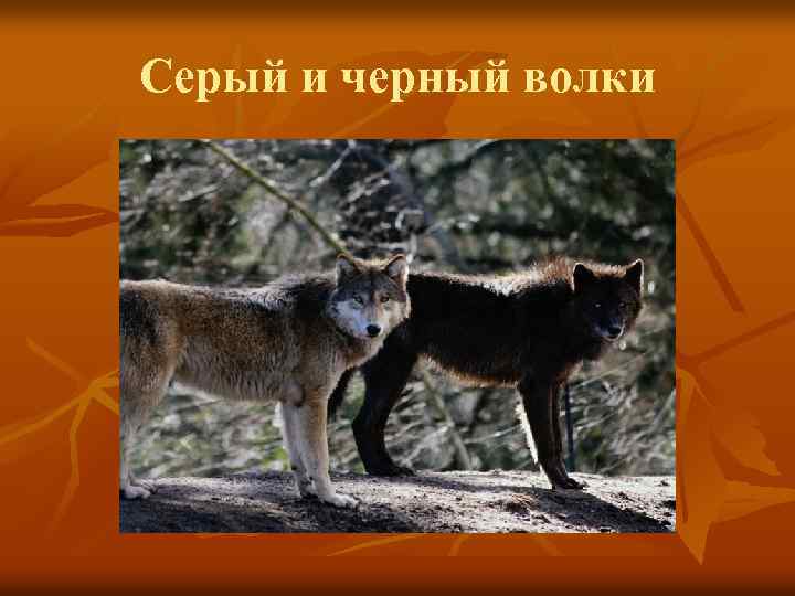 Серый и черный волки 